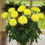 Lime Marigold Plants - Live Green Flowers - 2-5" Plugs