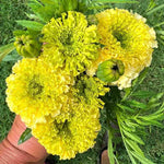 Lime Marigold Plants - Live Green Flowers - 2-5" Plugs