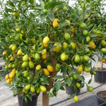 Limequat Tree - 2 to 3 Feet Tall - Citrus Hybrid Plant