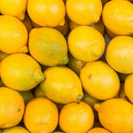Lisbon Lemon Tree - 2 to 3 Feet - Fruit Tree - Garden Ready