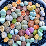 Lithops Live Plants Mix - 20 Colorful Living Stones Succulents