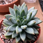 Little Jewel Succulent Plant Pachyphytum Compactum Live Plant 4 Inch Pot