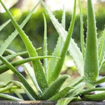 Live Aloe Vera Plant 4 Inch Potted Indoor Succulent Garden Plant