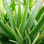 Live Aloe Vera Plant 4 Inch Potted Indoor Succulent Garden Plant