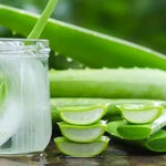 Live Aloe Vera Plant - 4 Inch Potted Succulent - Indoor Air Purifier