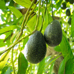 Live Grafted Avocado Tree - 24-36 Inch Potted Avocado Plant for Home Growing