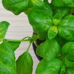 Live Basil Plants Set - 2 Sweet Basil Plants in 4 Inch Pots