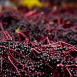 Live Elderberry Bush - Black Elderberry Tree - Hardy Shrub - Garden Ready