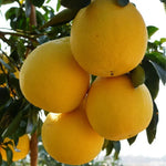 Grafted Pomelo Tree Live 3Ft - Citrus Fruit Tree Plant - Ready to Grow