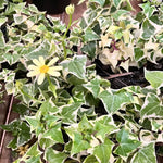 Live Ivy Plant 4'' Pot - Trailing Climbing Houseplant Indoor Outdoor