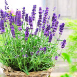 Live Lavender Plant - Perennial Lavender Flower Plants - Indoor Outdoor