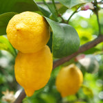Live Lemon Tree - Meyer Lemon Tree Live Plant 2-3 ft Tall