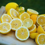 Live Lemon Tree - Meyer Lemon Tree Live Plant 2-3 ft Tall