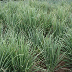 Live Lemongrass Plant 2-Pack - Outdoor Planting in Pots, Culinary Herb
