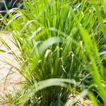 Lemon Grass Live Plant Set of 2 - 4 Inch Potted Lemongrass