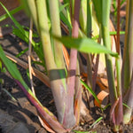 Live Lemongrass Plants - Set of 4 Outdoor Herb Plants