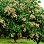 Live Longan Fruit Tree - 2 to 3 Ft Plant in Pot