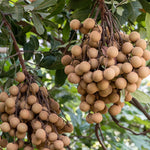 Longan Tree Live Plant - 2-3 Ft Fruit Tree in Pot - Ready to Grow