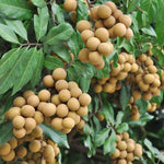 Longan Tree Live Plant - 2-3 Ft Fruit Tree in Pot - Ready to Grow