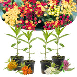 4-Pack Live Milkweed Plants - Butterfly Milkweed Asclepias Tuberosa - Garden Blooms - No Pot