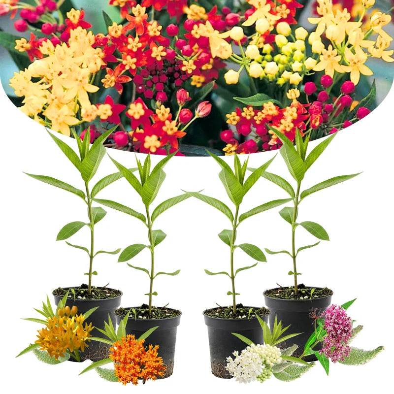 4-Pack Live Milkweed Plants - Butterfly Milkweed Asclepias Tuberosa - Garden Blooms - No Pot
