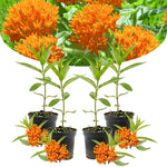 4-Pack Live Milkweed Plants - Butterfly Milkweed Asclepias Tuberosa - Garden Blooms - No Pot