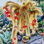 Live Monkey Tail Cactus Plant - 6-8 Inch Hanging Succulent - Bareroot