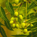 Live Neem Plant 24-36 Inch Tall - Neem Tree for Natural Pest Control