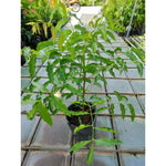 Live Neem Plant 24-36 Inch Tall - Neem Tree for Natural Pest Control