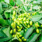 Live Neem Plant 24-36 Inch Tall - Neem Tree for Natural Pest Control