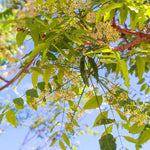 Live Neem Plant 24-36 Inch Tall - Neem Tree for Natural Pest Control