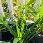 Pandan Plant Live Well-Rooted, Pandanus amaryllifolius Fragrant Tropical Herb 4-6 inch