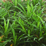 Pandan Plant Live Well-Rooted, Pandanus amaryllifolius Fragrant Tropical Herb 4-6 inch