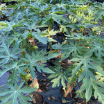 Papaya Tree Live Plant - 24 to 36 Inch Tall Papaya Fruit Tree