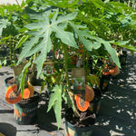 Papaya Tree Live Plant - 24 to 36 Inch Tall Papaya Fruit Tree