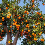 Live Persimmon Tree - Quart Pot - Hardy Fruit-Bearing - Outdoor Ready