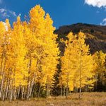 Quaking Aspen Trees Bare Root Tree 24-36 Inches Live Plant