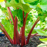 Live Rhubarb Plant Division - Large Red Root Crown for Planting
