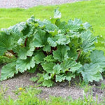 Red Rhubarb Plant Live Roots - 2 roots, Ready for Planting