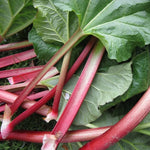 Red Rhubarb Plants - 5 Live Bareroot Roots for Planting Outdoors - High Yield Vegetable