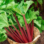 Live Rhubarb Root Plant (Pack of 5) - Red Rhubarb Roots for Planting