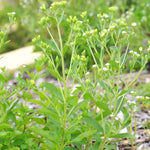 Live Stevia Plant 4-Pack - Sweetleaf Stevia Seedlings - 4 Inch Pot