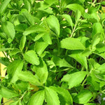 Stevia Plant Live 4-Plant Set - Sweetleaf Stevia in 4 Inch Pots
