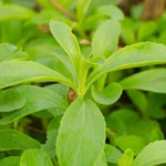 Live Stevia Plant 4-Pack - Sweetleaf Stevia Seedlings - 4 Inch Pot