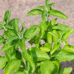 Live Stevia Plant 4-Pack - Sweetleaf Stevia Seedlings - 4 Inch Pot