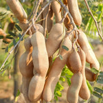Live Tamarind Tree Plant - 24-36 Inch Tamarind Tree for Sale