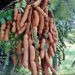 Live Tamarind Tree Plant - 24-36 Inch Tamarind Tree for Sale