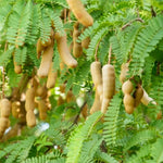 Live Tamarind Tree Plant - 24-36 Inch Tamarind Tree for Sale
