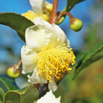 Live Tea Plant - Camellia Sinensis - Set of 3 Starter Plants 5-7 Inches
