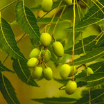 Live Tree - 8-12 Inch Potted Plant, Fast Growing Variety